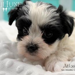 Atlas - Piebald male Morkie puppy in Scottsdale, Arizona from Lil Luxe Pups