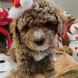 Cavapoo Puppies from Cool Cavapoos