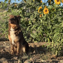 Ray Ray - Australian Shepherd