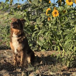 Ray Ray - Australian Shepherd