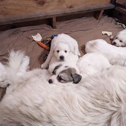 Great Pyrenees Puppies from Duck Creek Poultry Place & Wilson's Waterfowl