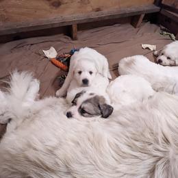 Great Pyrenees Puppies from Duck Creek Poultry Place & Wilson's Waterfowl