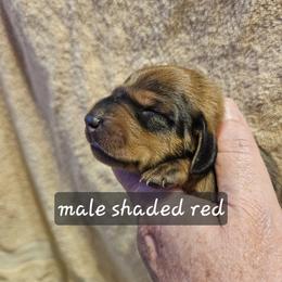 Boy 3-Red Collar - Red male Dachshund puppy in La Pine, Oregon from Lil Deschutes