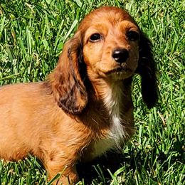 Dachshunds from B&M Farm Dachshunds