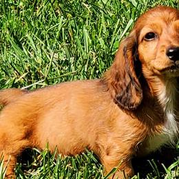 Dachshunds from B&M Farm Dachshunds