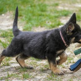 Belgian Malinois and German Shepherd Puppies from Abenteurer German Shepherds & Belgian Malinois