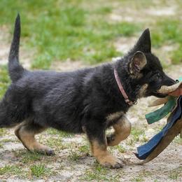 Belgian Malinois and German Shepherd Puppies from Abenteurer German Shepherds & Belgian Malinois