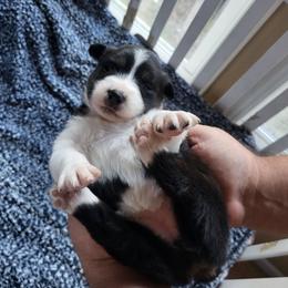 White collar- tri color - Black tri-color female Australian Shepherd puppy in Geneva, Florida from TGIF Doxies
