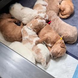 Bernedoodle, Cockapoo, and Goldendoodle Puppies from Avery Doodle Day LLC