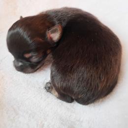 Raven - Black and tan female Chihuahua puppy in Wayland, Michigan from MI Chihuahua