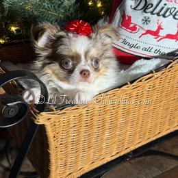 Persephone - Merle female Chihuahua puppy in Anderson, South Carolina from Lil Treasures Chihuahuas