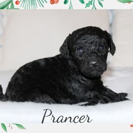 Prancer - Black male Goldendoodle puppy in Wilson, North Carolina from Cedar Creek Doodles