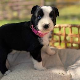 BBF - pink collar - Black & white female Miniature Australian Shepherd puppy in Stuart, Virginia from Apple Tree Mini Aussies