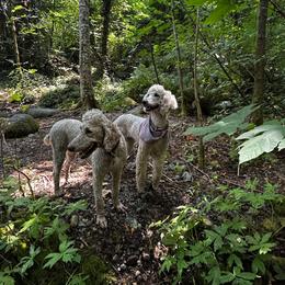 Stella - Poodle