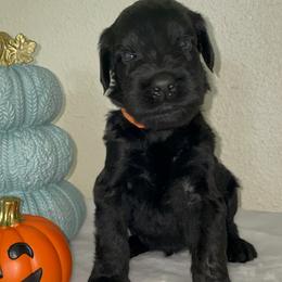 Giant Schnauzer Puppies from JAMG Schnauzers