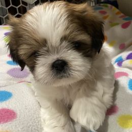 Henry - Tricolor male Shih Tzu puppy in Filer, Idaho from Shih Tzu Kennels