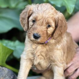 Lavender collar girl - Apricot female Goldendoodle puppy in Fairfield, California from Twin Sisters Doodles