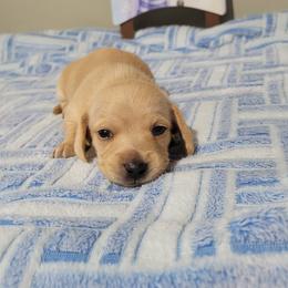 Marbles - Cream male Dachshund puppy in Round Lake Beach, Illinois from Doxie Dynasty