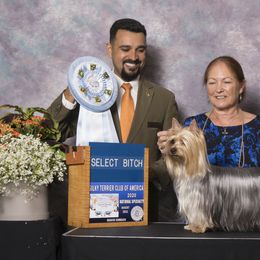 Silky Terriers from Blu Diamond