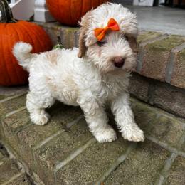Mead - Caramel cream female Labradoodle puppy in Camden, North Carolina from Oopsie Doodles of NC