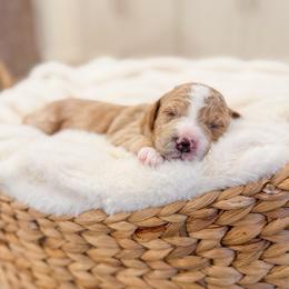 Joseph - Red  male Goldendoodle puppy in Sulphur, Louisiana from Curly Q’s Of Carlyss