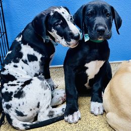 Great Dane Puppies from Florida Danes
