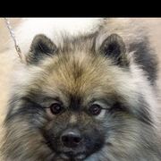 Opal - Keeshond