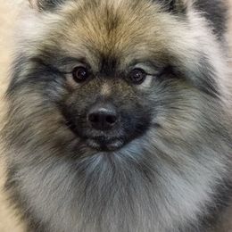 Opal - Keeshond