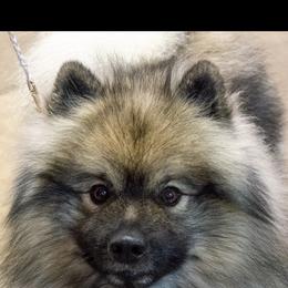 Opal - Keeshond