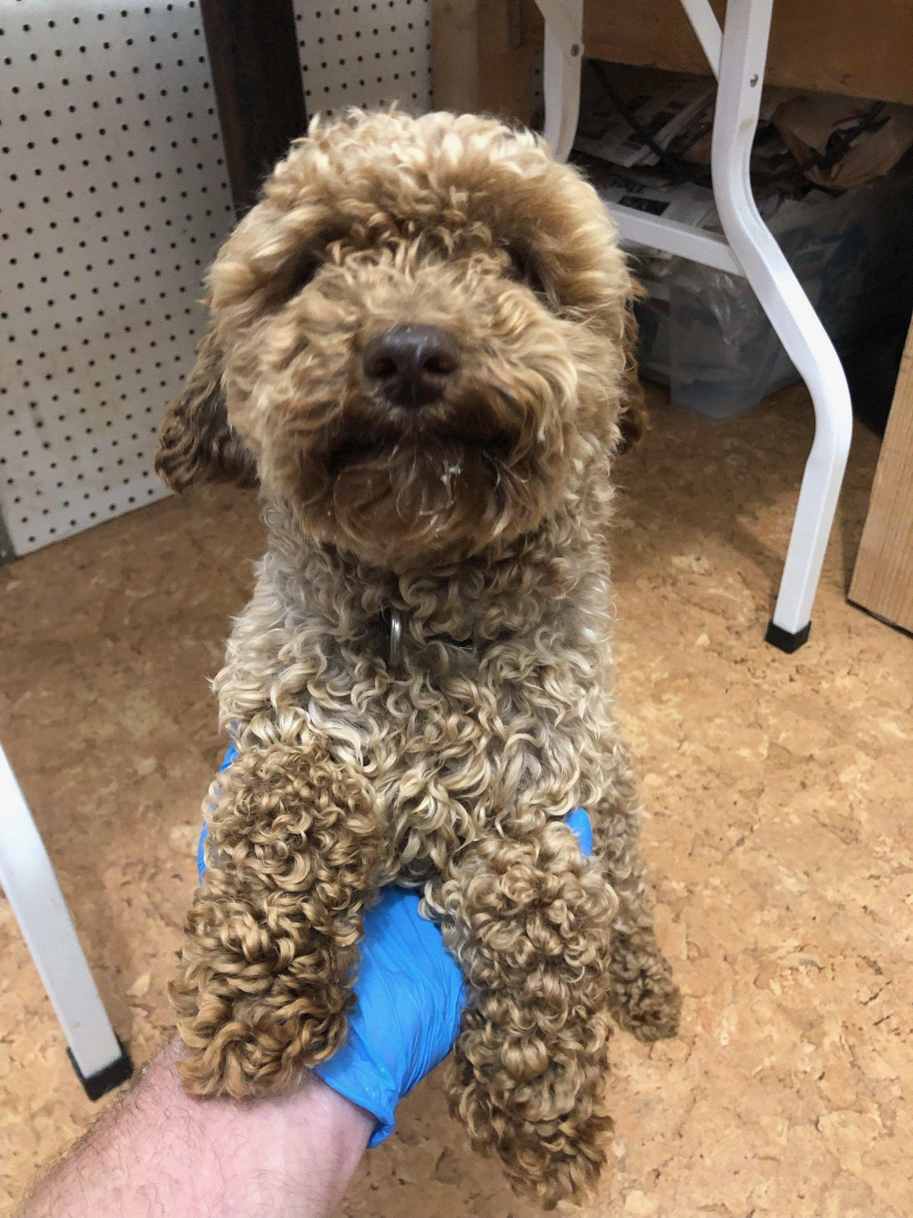 Gus