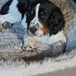 Green - Black white and tan male English Springer Spaniel puppy in Springdale, Washington from WorleyByrd Springers