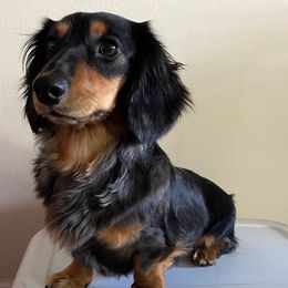 Dachshunds from Smithsdoxies