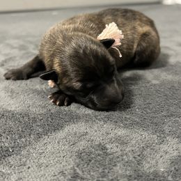 Pink - Gold brindle female Dutch Shepherd puppy in Wheatland, Wyoming from Mill Iron Dutch Shepherds