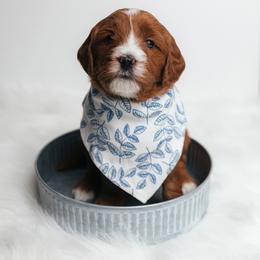 Cedar - Red  male Goldendoodle puppy in New Lenox, Illinois from New Doods On The Block