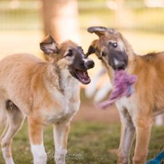Borzoi Puppies from Rezance Borzoi