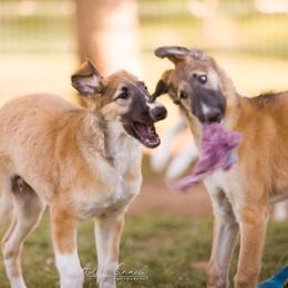 Borzoi Puppies from Rezance Borzoi