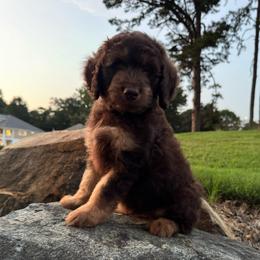Buoy - Phantom male Goldendoodle puppy in Charlotte, North Carolina from Hopeful Heart Doodles