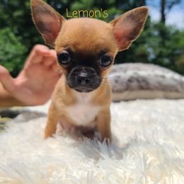 Chihuahua Puppies from Lemon's Full of Flaws Chihuahuas