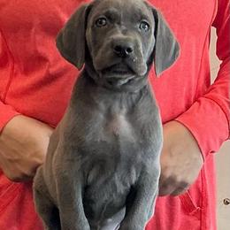 Koko Blue - Blue female Weimaraner puppy in Aitkin, Minnesota from Whispering’s GunDogs