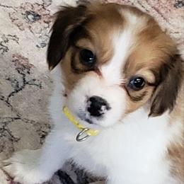 Girl 1 - Red and white Irish Red and White Setter puppy in Onalaska, Washington from Wind River Kooikers/Irish Red and White Setters