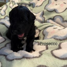 Prosecco - White and black female Bordoodle puppy in Republic, Missouri from Holland Hilltop Farm
