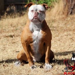 UKC Champion Echo - White and red female American Bulldog puppy in Vancouver, Washington from Blackwell's American & French Bulldogs