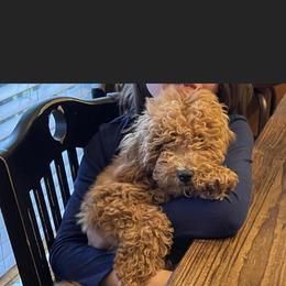 French Bulldog and Goldendoodle All Grown Up from French Valley Miniature Goldendoodles & French Bulldogs