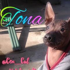 Tona - Xoloitzcuintli