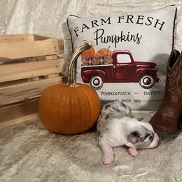 Australian Shepherd Puppies from A Beautiful Soul Aussies