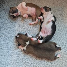 Red and white male - Red and white male Basenji puppy in Lexington, South Carolina from Flutesong Basenjis II
