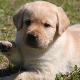 Labrador Retriever Puppies from Mythic Labradors, LLC