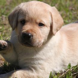 Labrador Retriever Puppies from Mythic Labradors, LLC