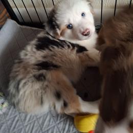 Bailey - Blue merle female Miniature Australian Shepherd puppy in Copperas Cove, Texas from Aussies Acre