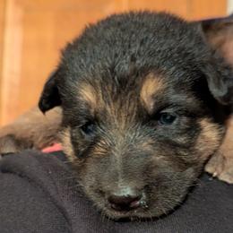 GIRL 3 - Black and red female German Shepherd puppy in Bennington, Vermont from Vom Eichenhain GSD's
